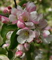 Malus Domestica